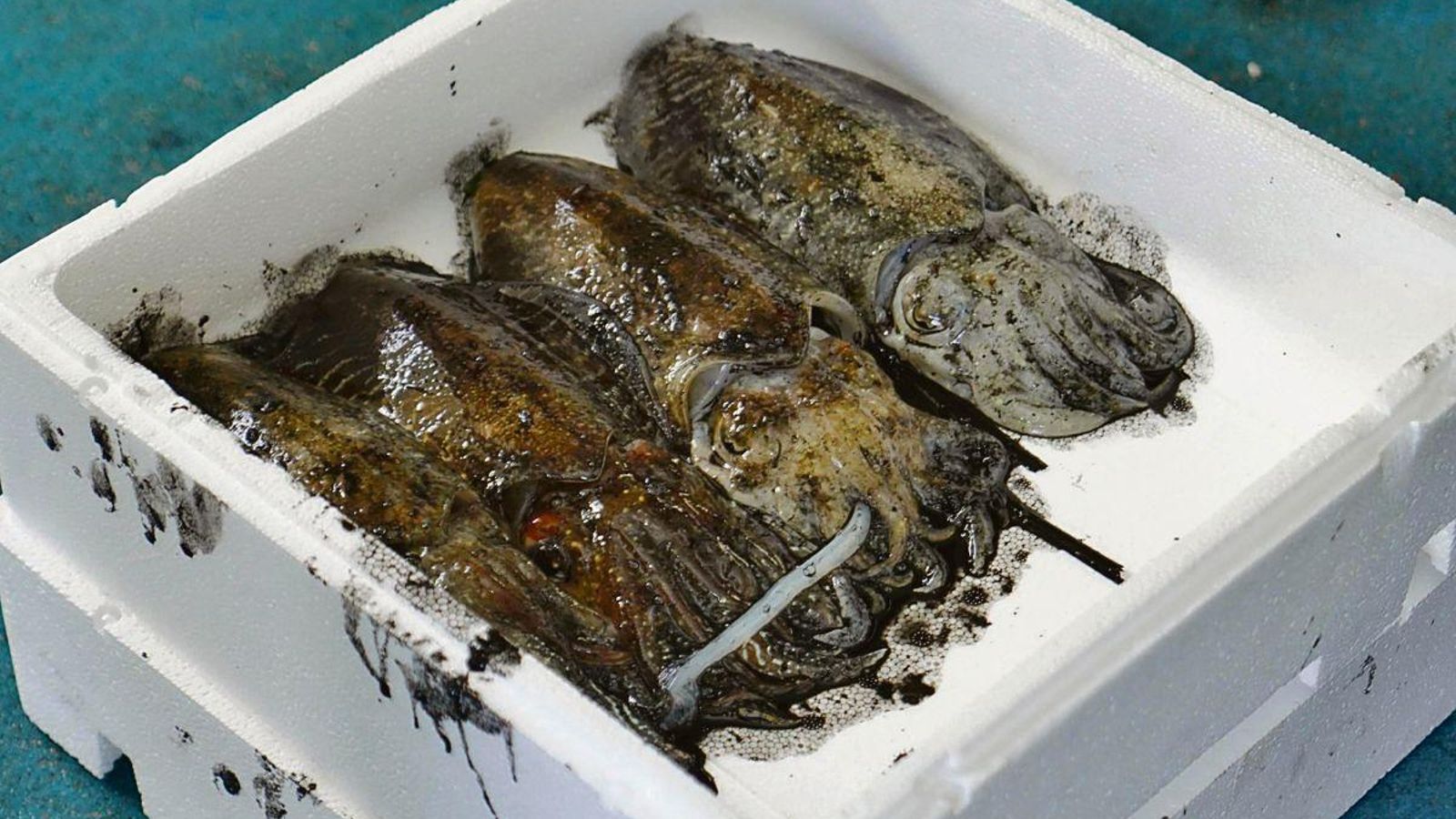 Algunos de los chocos puestos a la venta.