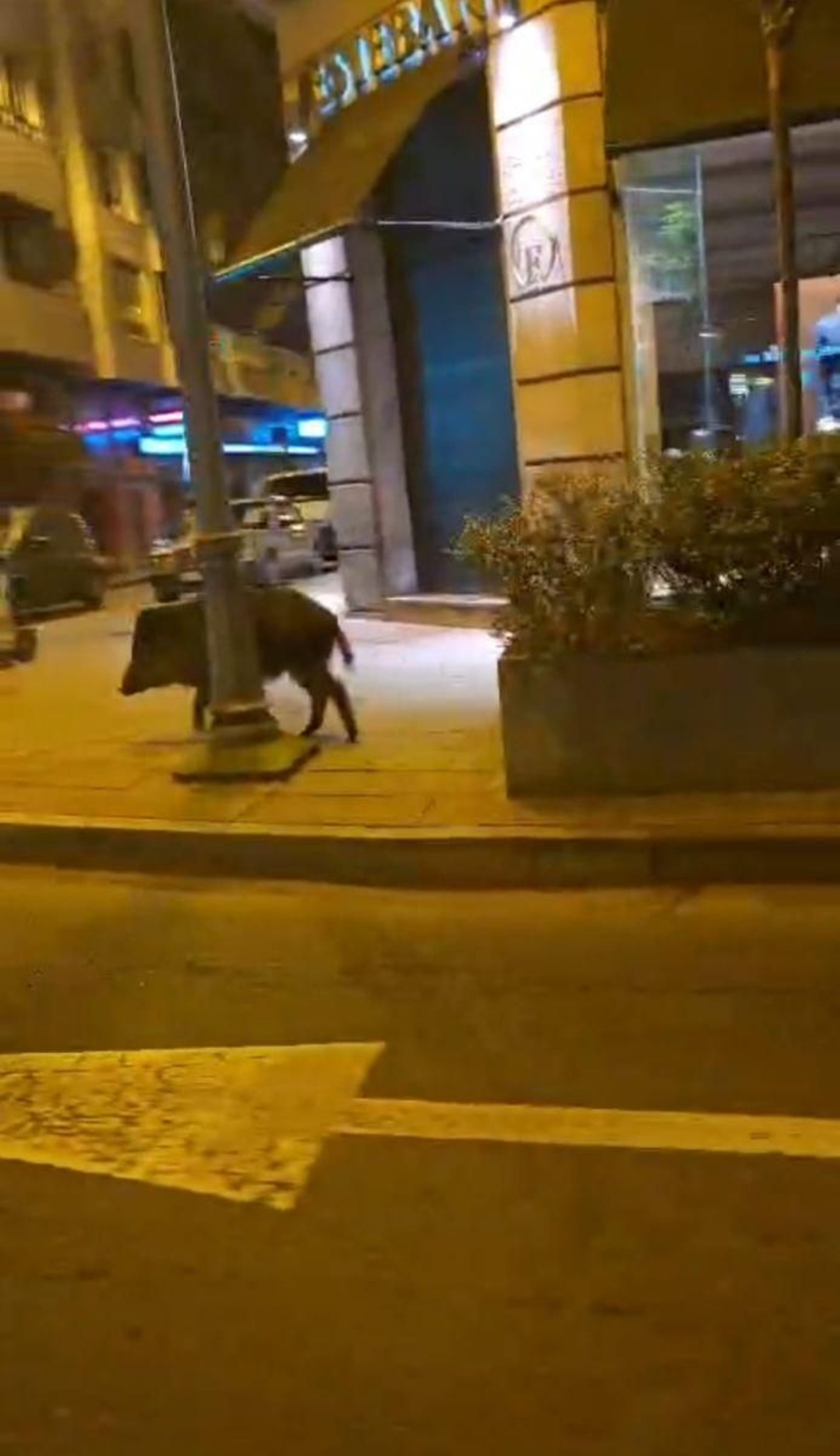 Un jabalí pasea por la ciudad