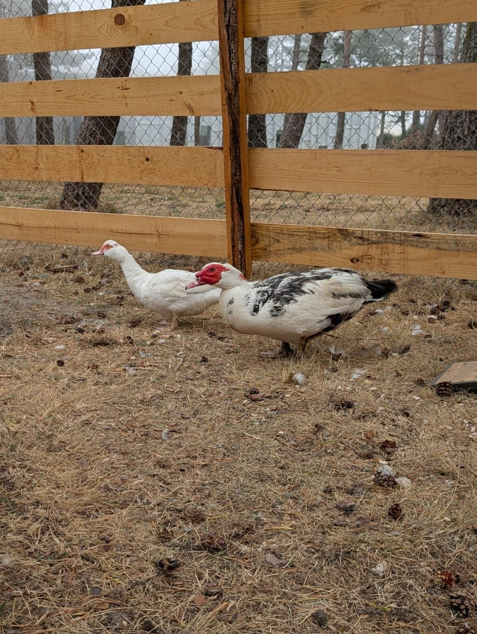 Galería | Gallinas, pavos reales y cabras enanas: los peculiares compañeros de la granja escuela de Manzaneda