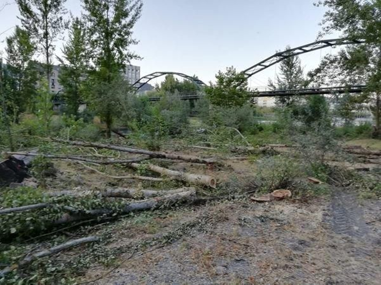 Varios árboles talados en el Salgueiral, con la pasarela del Malecón, al fondo.
