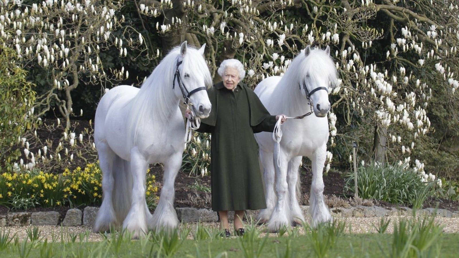 La reina Isabel II sostiene a sus ponis Fell, Bybeck Nightingale (derecha) y Bybeck Katie