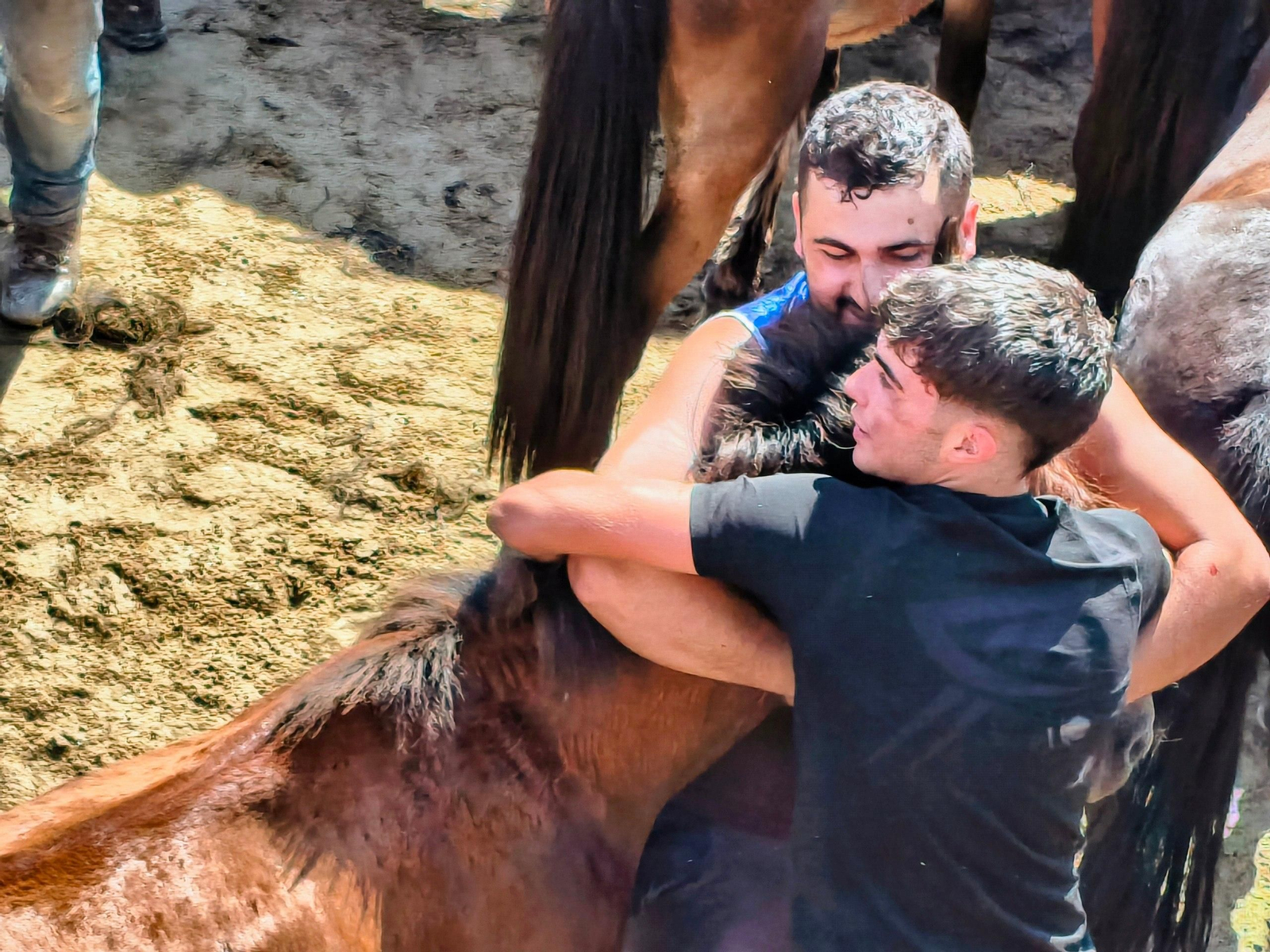 Galería | La Rapa das Bestas desafía al calor en Sabucedo