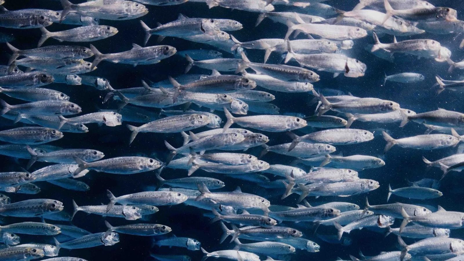 Imágenes finalistas del concurso de fotografía de naturaleza de Stanford