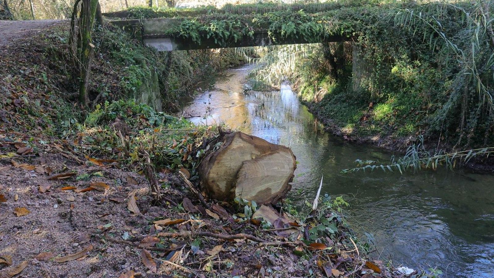 Ribera del Lagares, con restos de poda y un tronco cortado, sin retirar.
