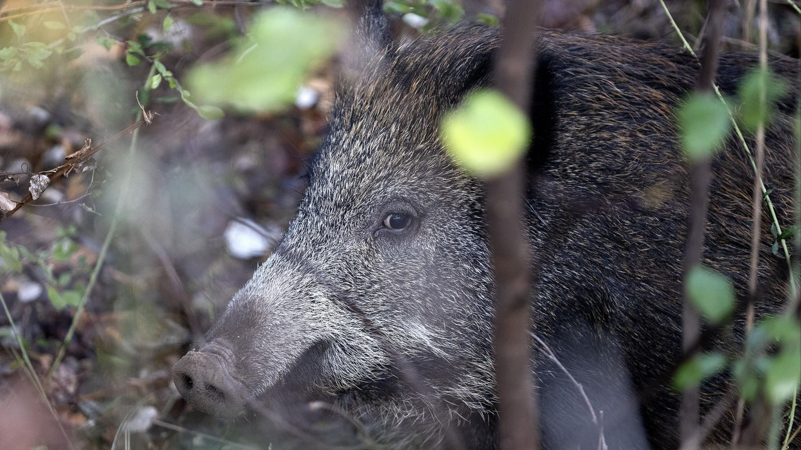 La Xunta instará a cazadores de zonas con más granjas porcinas a cubrir su límite de ejemplares a capturar