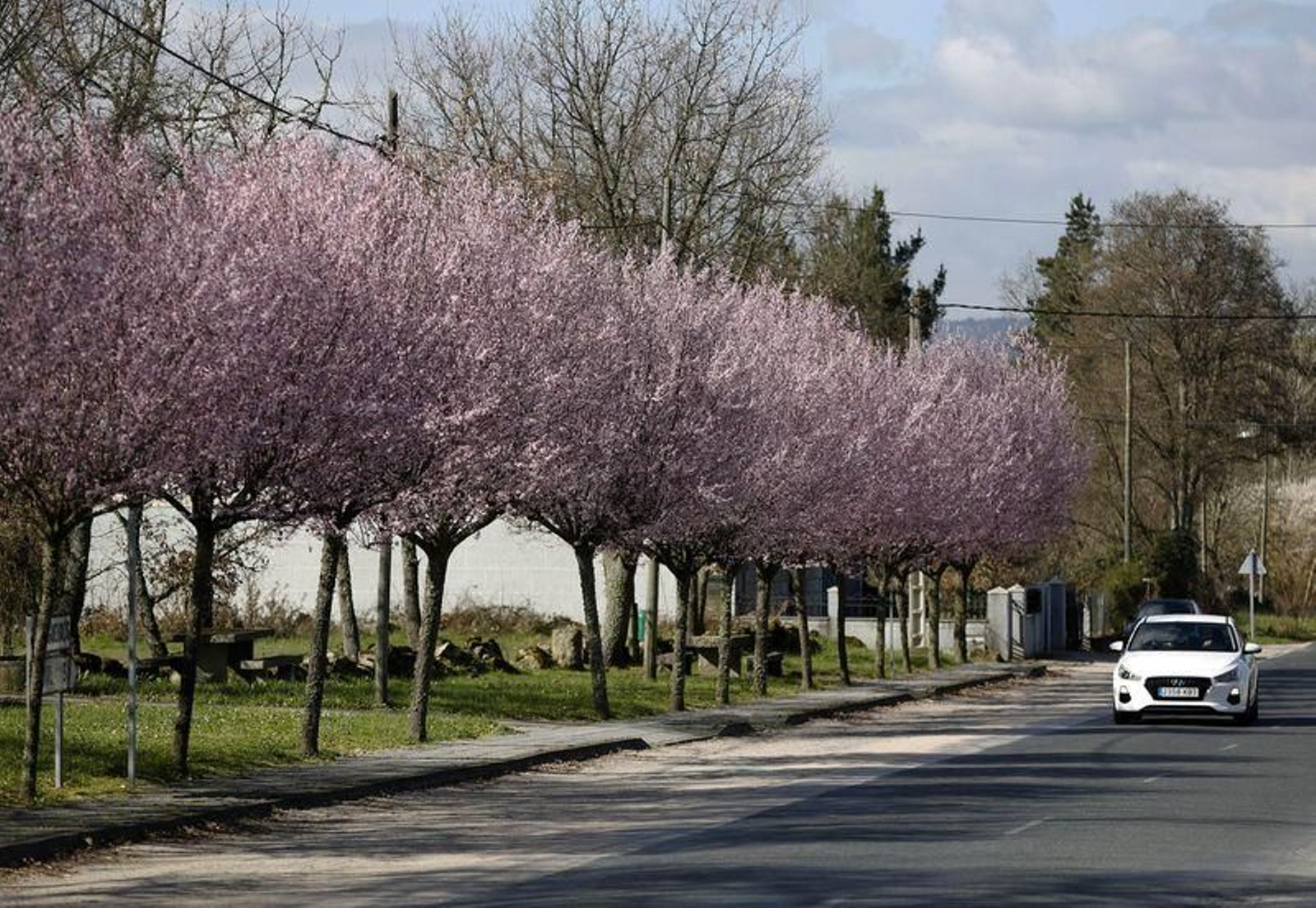 La primavera anticipada provoca la floración de árboles y cultivos // FOTO: XESÚS FARIÑAS