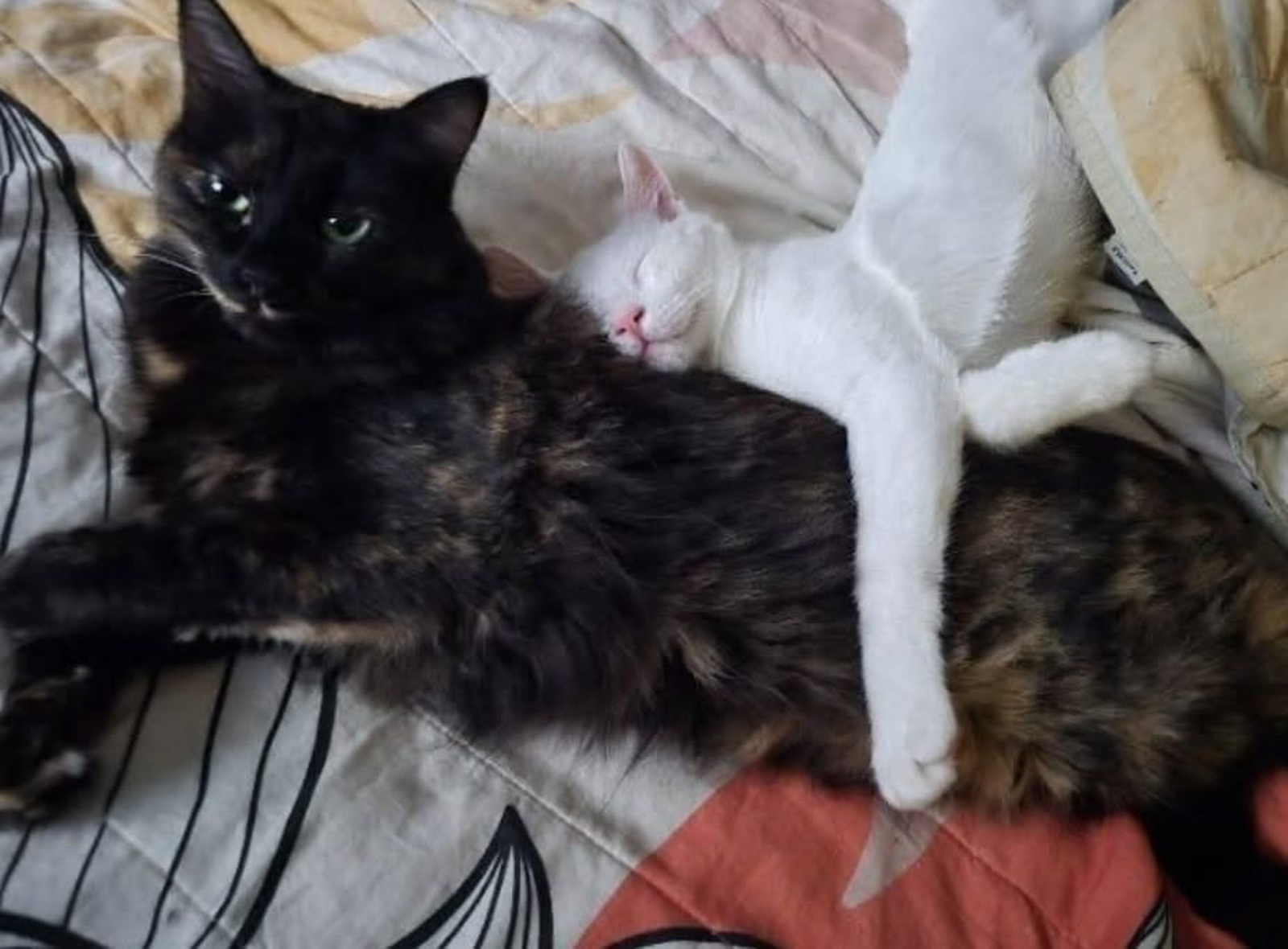 Bela y Rulo