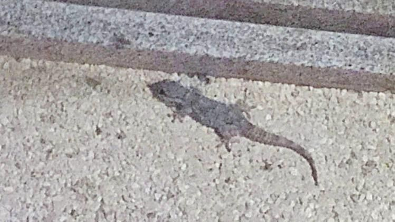 Un ejemplar de gecko ibérico fotografiado en la ciudad de Ourense.