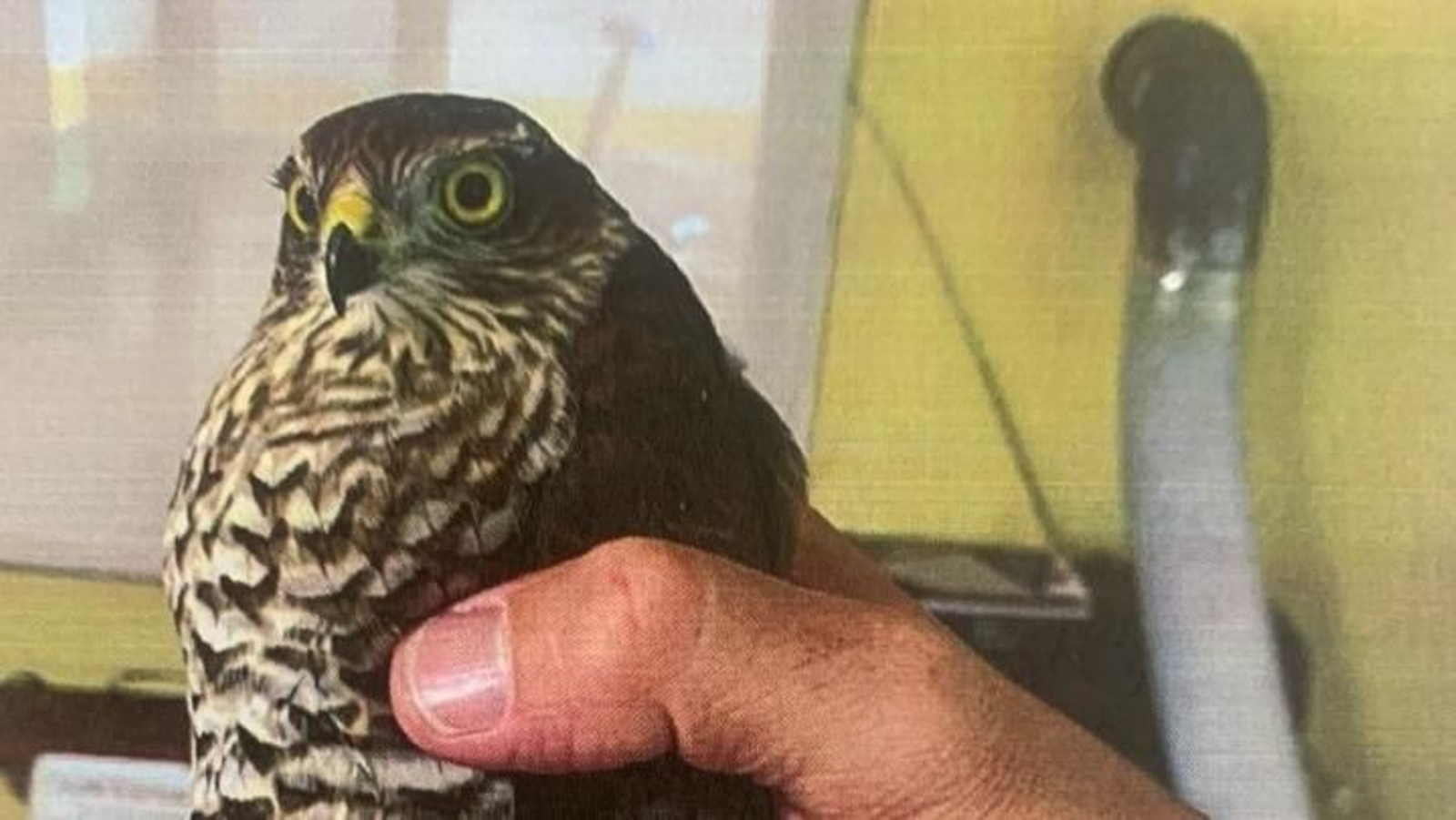 Ave rapaz herido en Vigo.