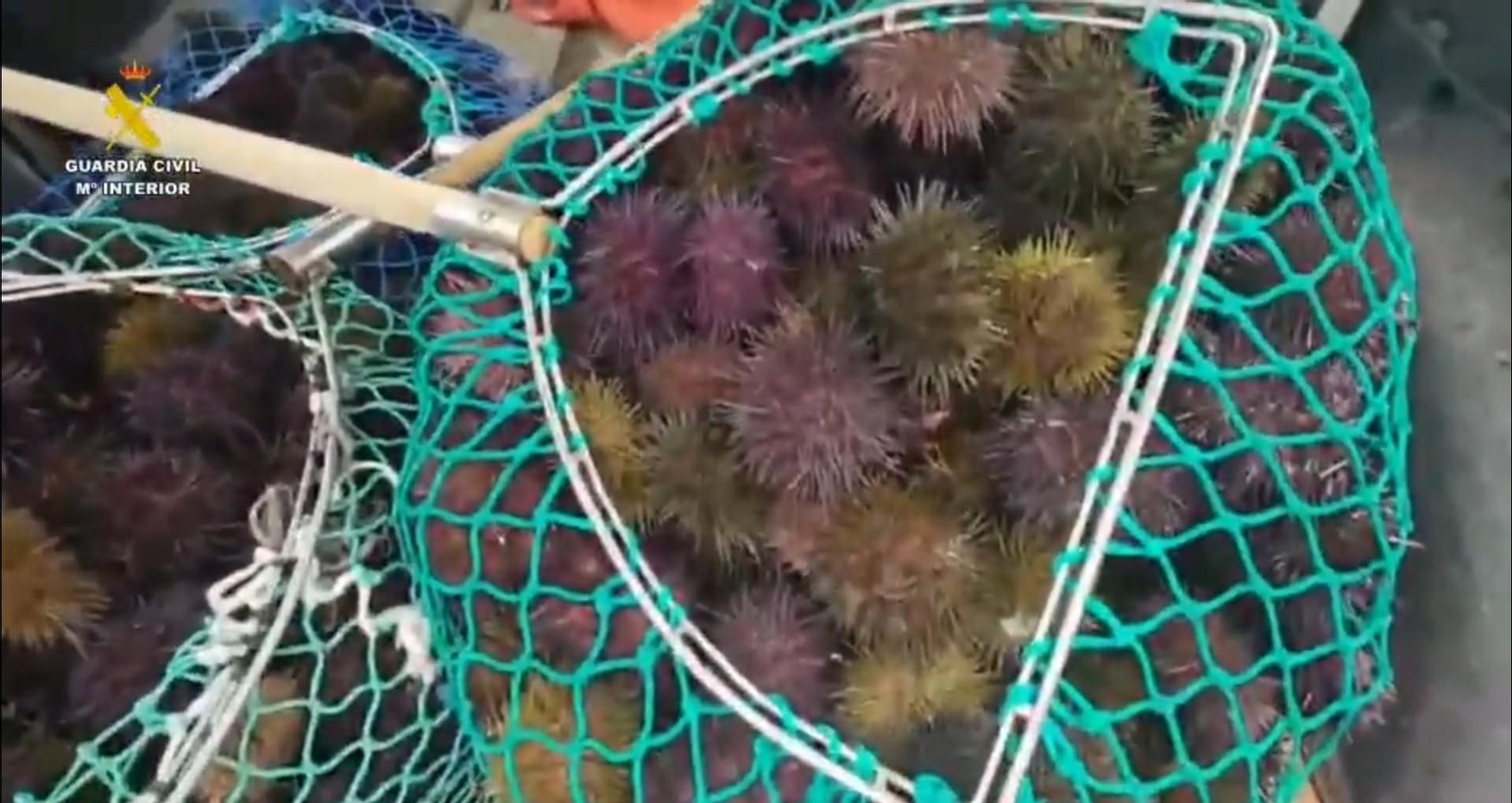 Erizos incautados en A Coruña por la Guardia Civil