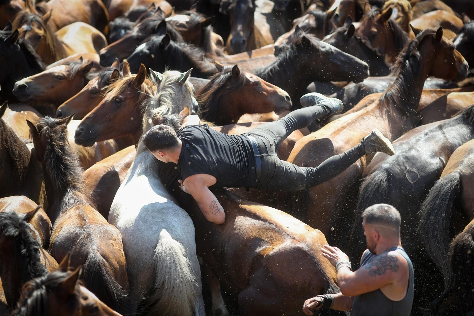 Una Rapa das Bestas de Sabucedo llena de fuerza, tradición y emoción, en fotos