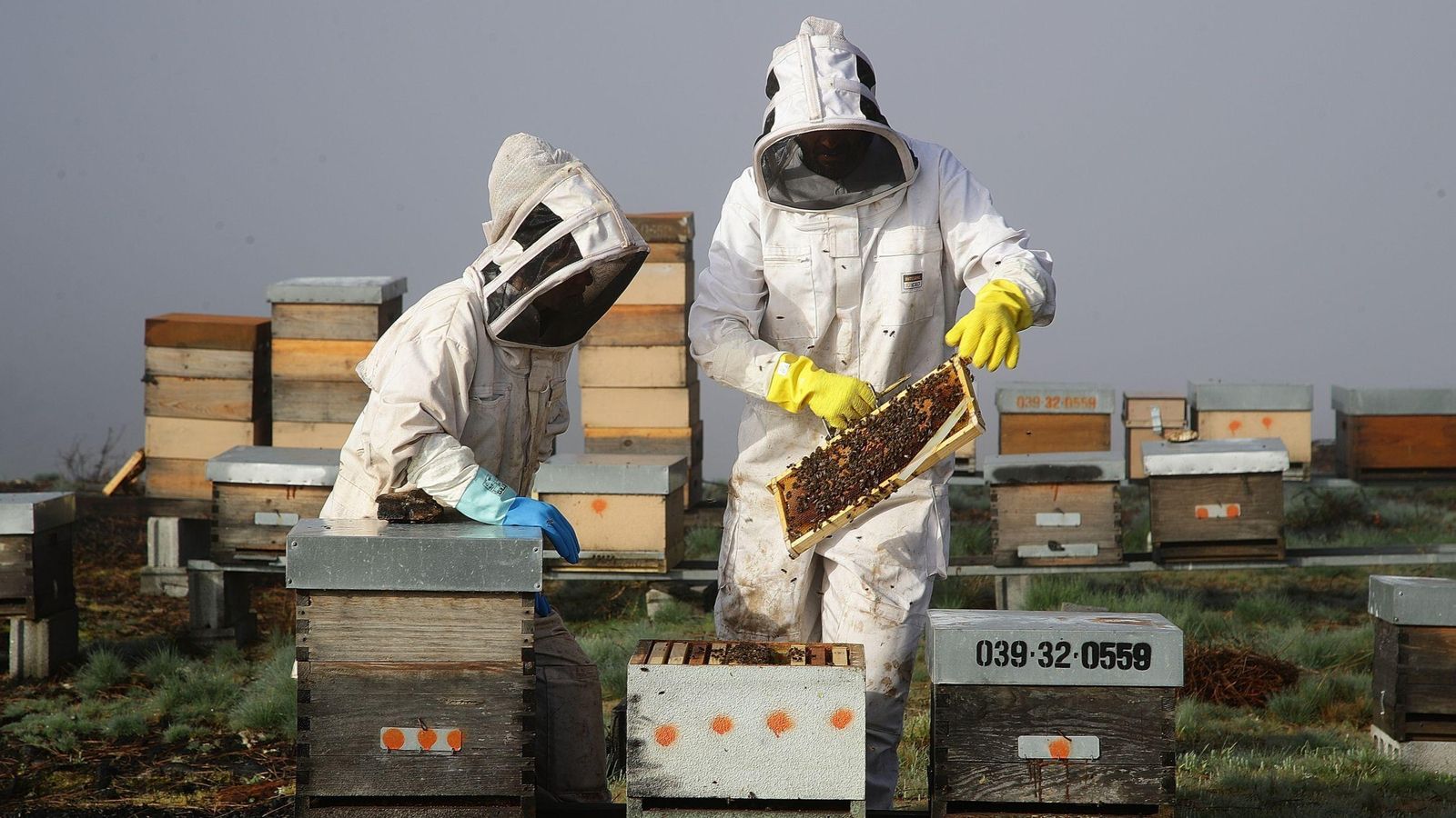Lucía y Ñaña manipulan una de sus colmenas.
