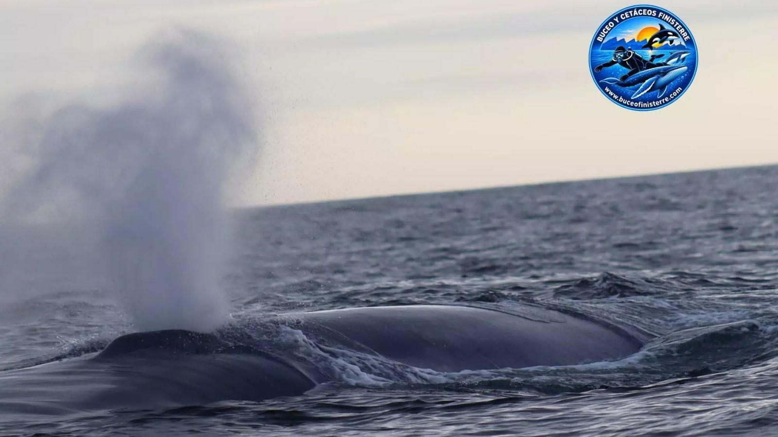 Una de las cuatro ballenas azules se aproxima a pocos metros de la embarcación frente al Cabo Fisterra durante el excepcional avistamiento.
