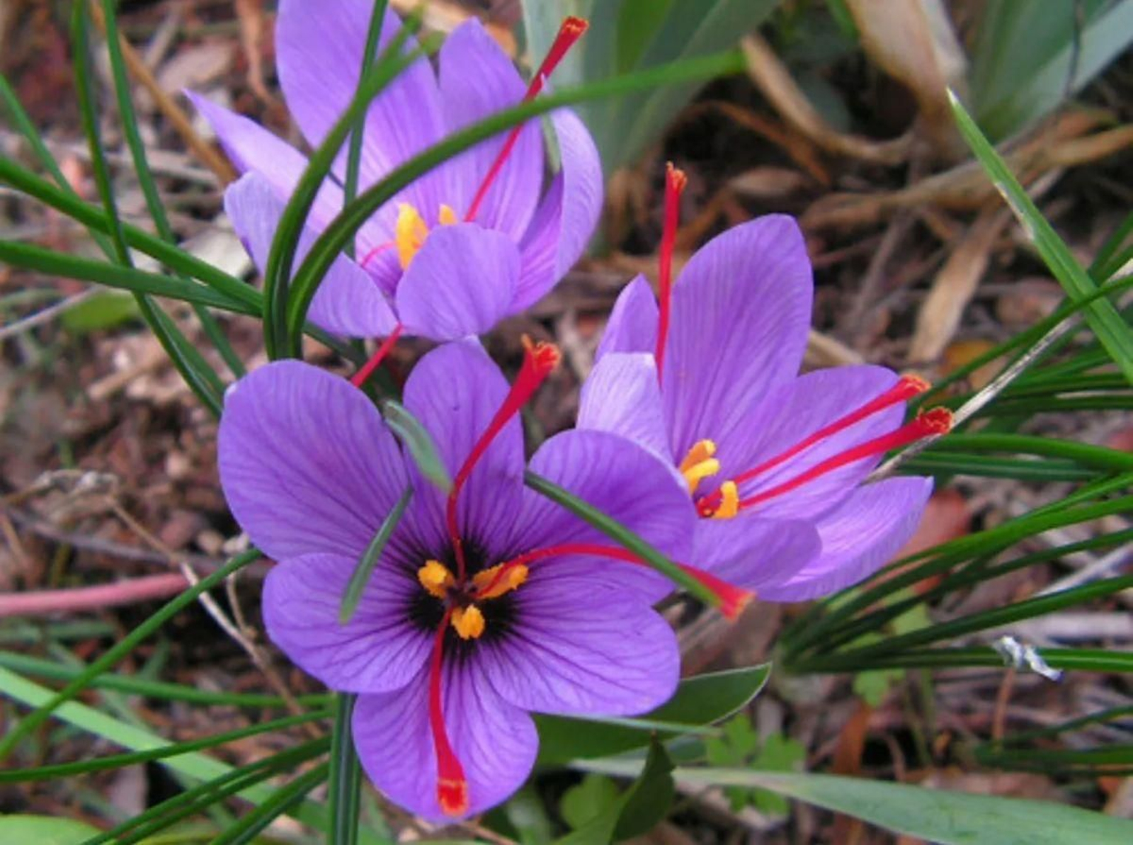 Flor de azafran.