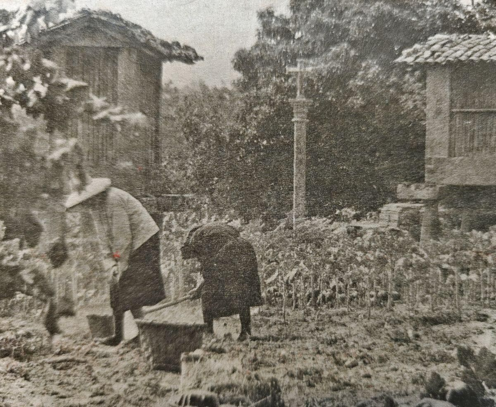 Recogiendo patatas en Gustey.
