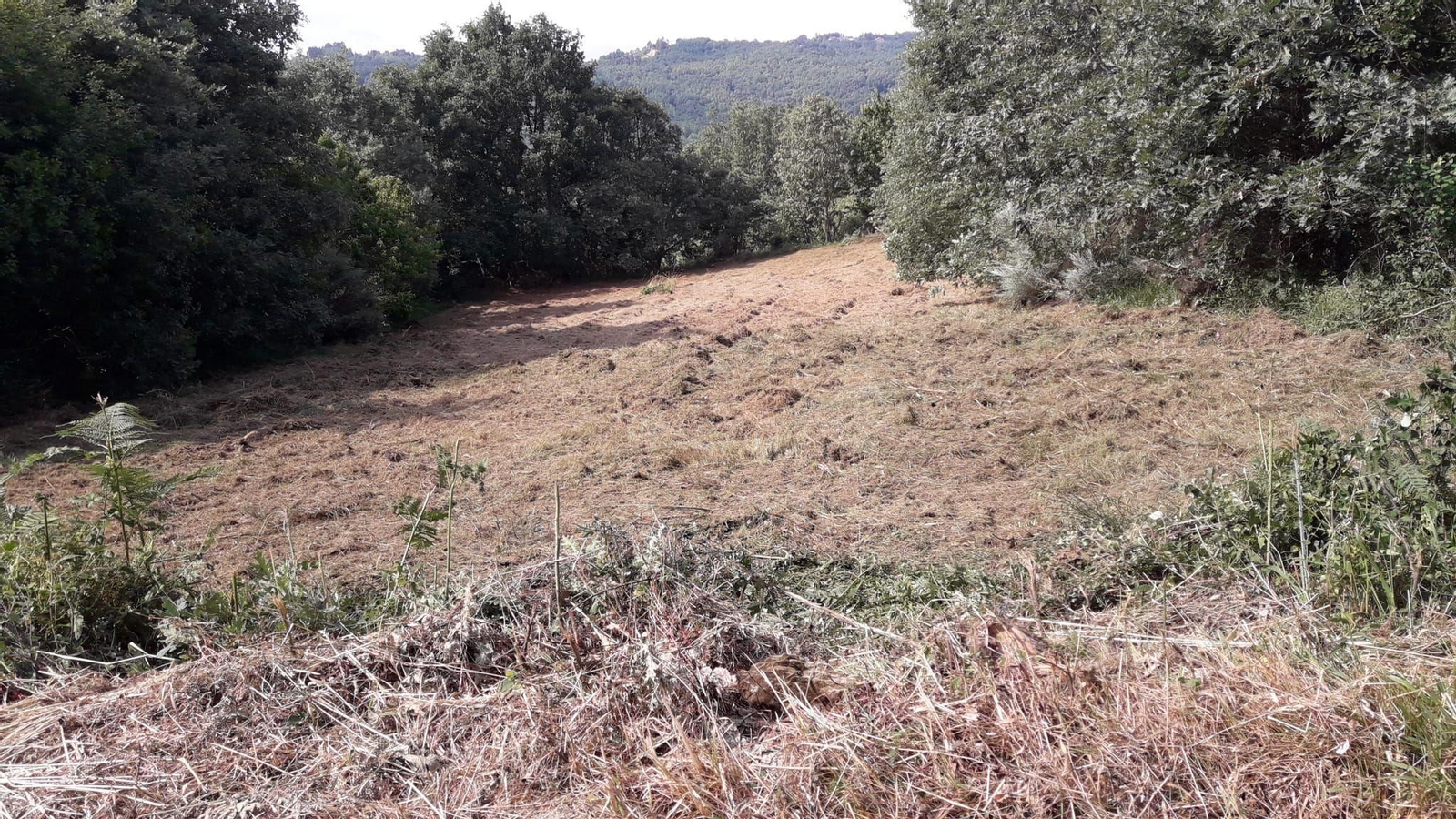 Limpieza del entorno de Pedrosa.