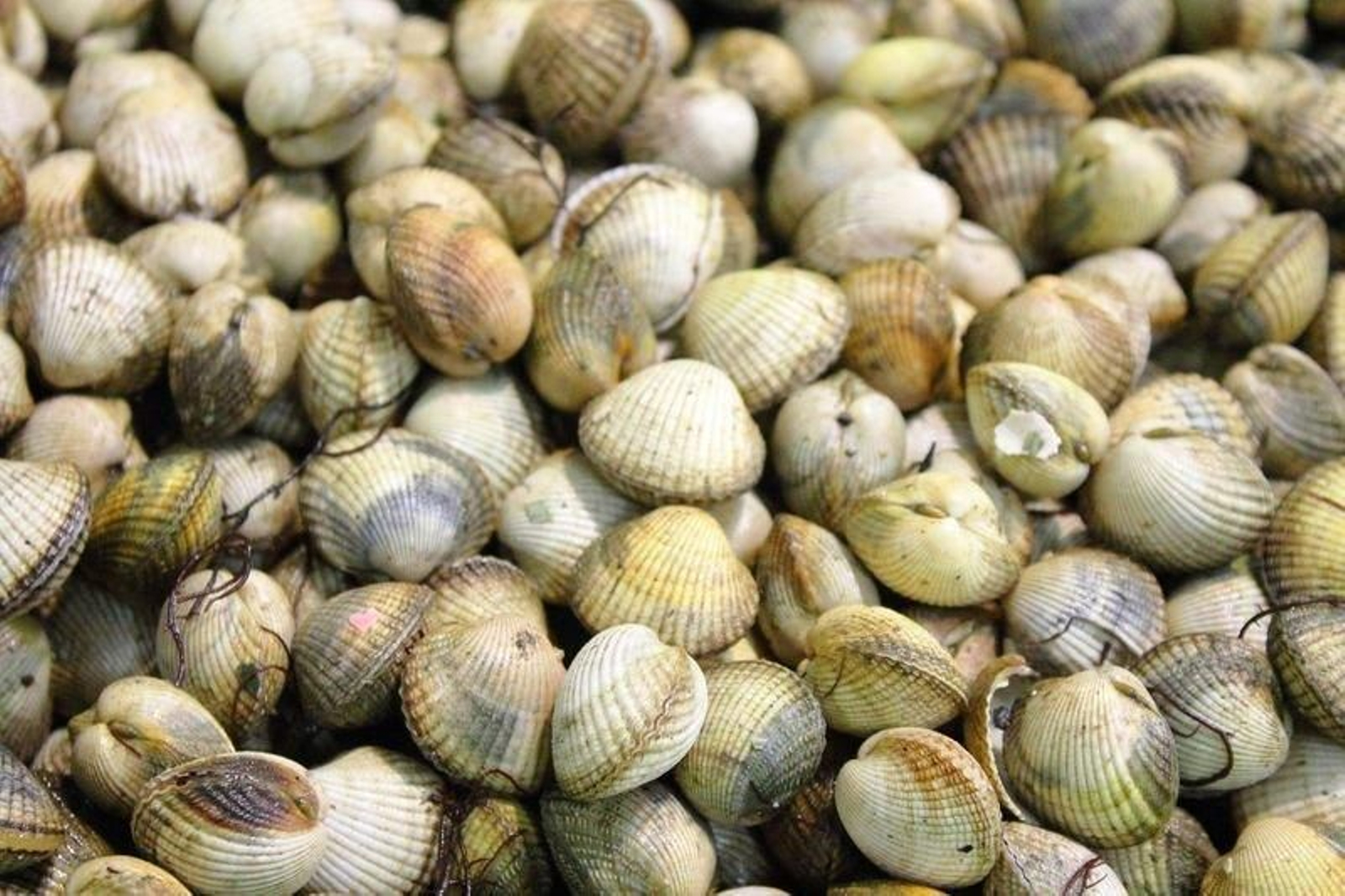 Los berberechos gallegos, un manjar.