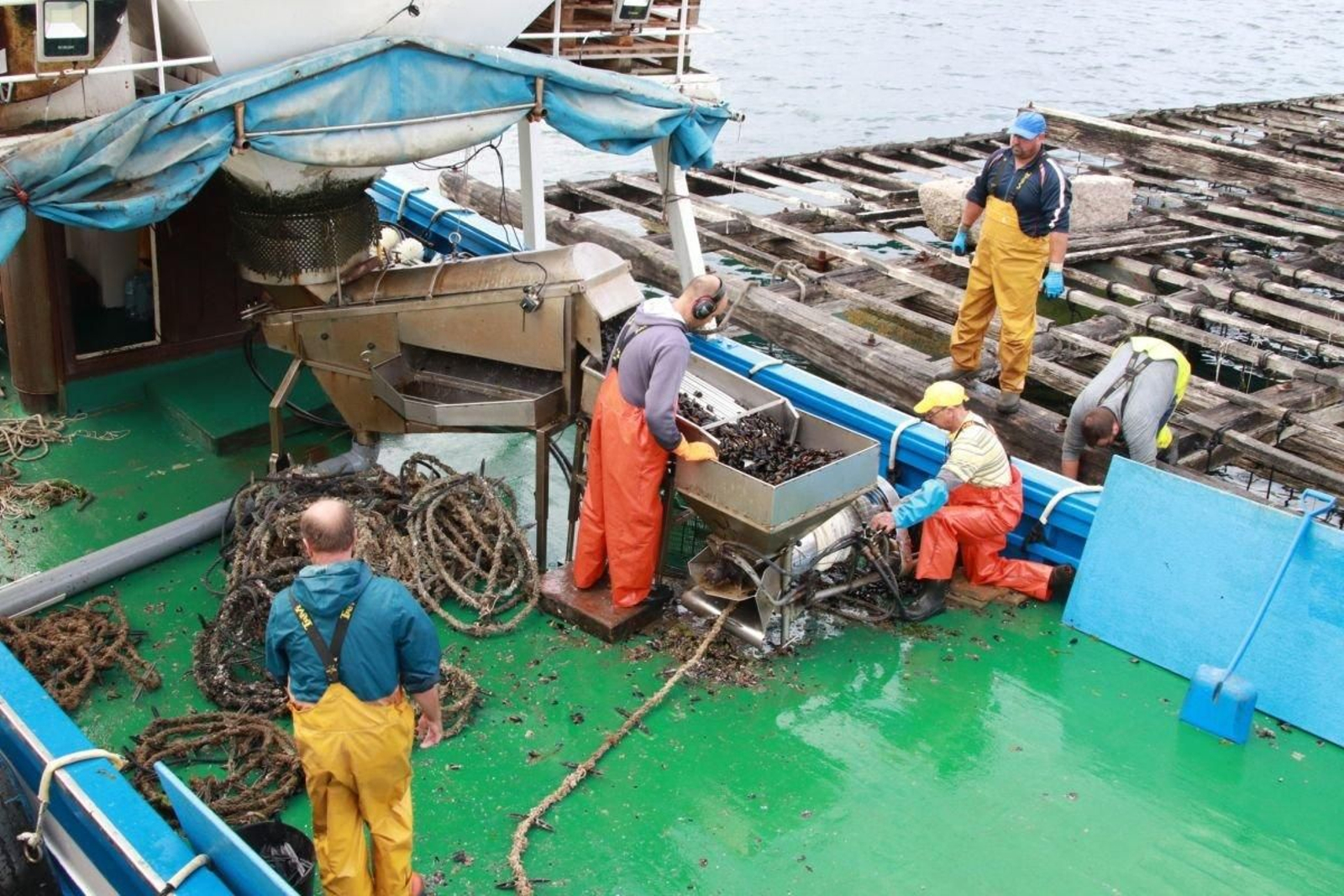 Trabajadores en un barco recogiendo mejillones del cultivo de una batea.