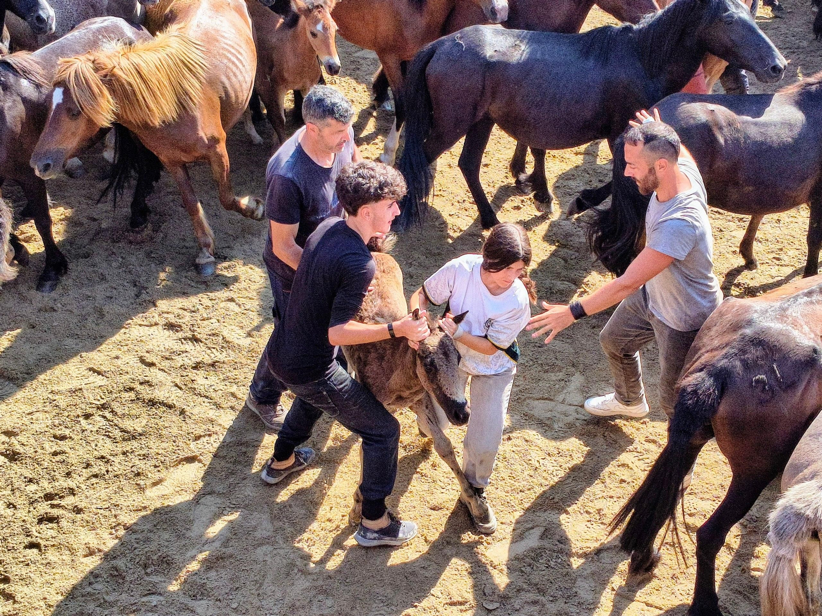 Galería | La Rapa das Bestas desafía al calor en Sabucedo