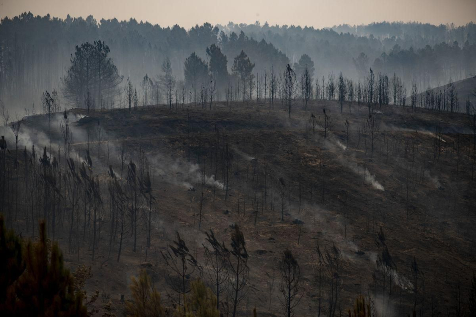 La provincia se tiñe de negro: en Pradocabalos, en A Gudiña, todo el monte está arrasado.
