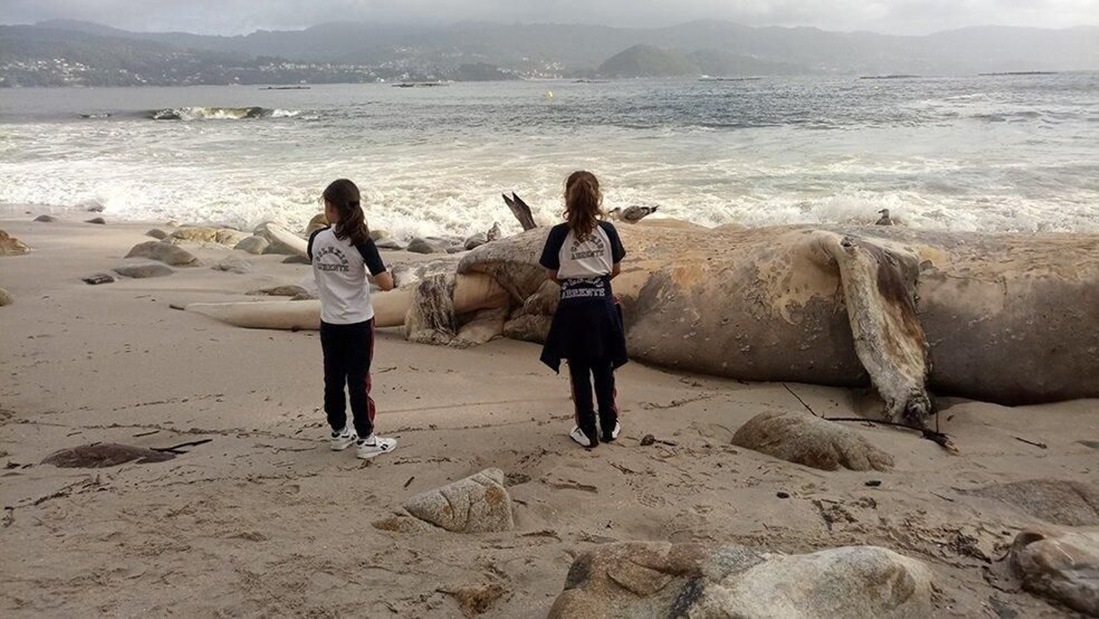 El municipio de Ribeira (A Coruña) registra el mayor número de varamientos de animales marinos de Galicia. Foto: EP.