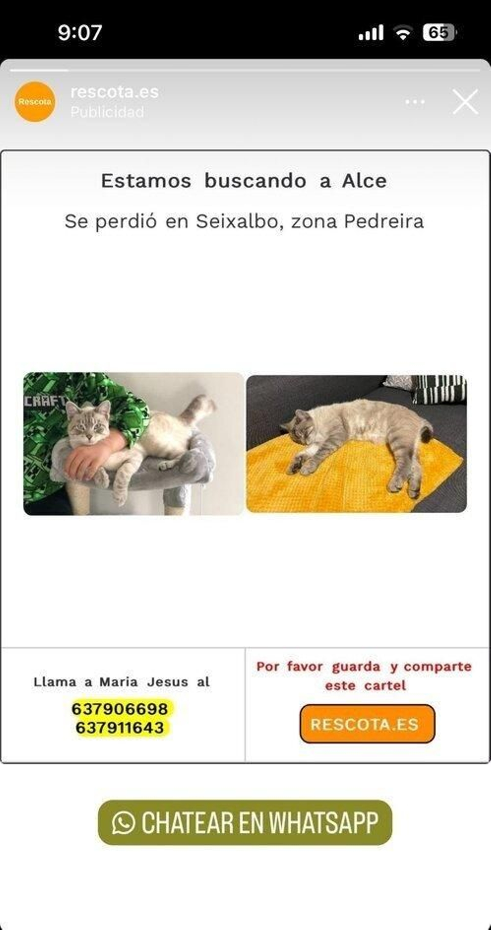 Alce, el gato perdido en Ourense.