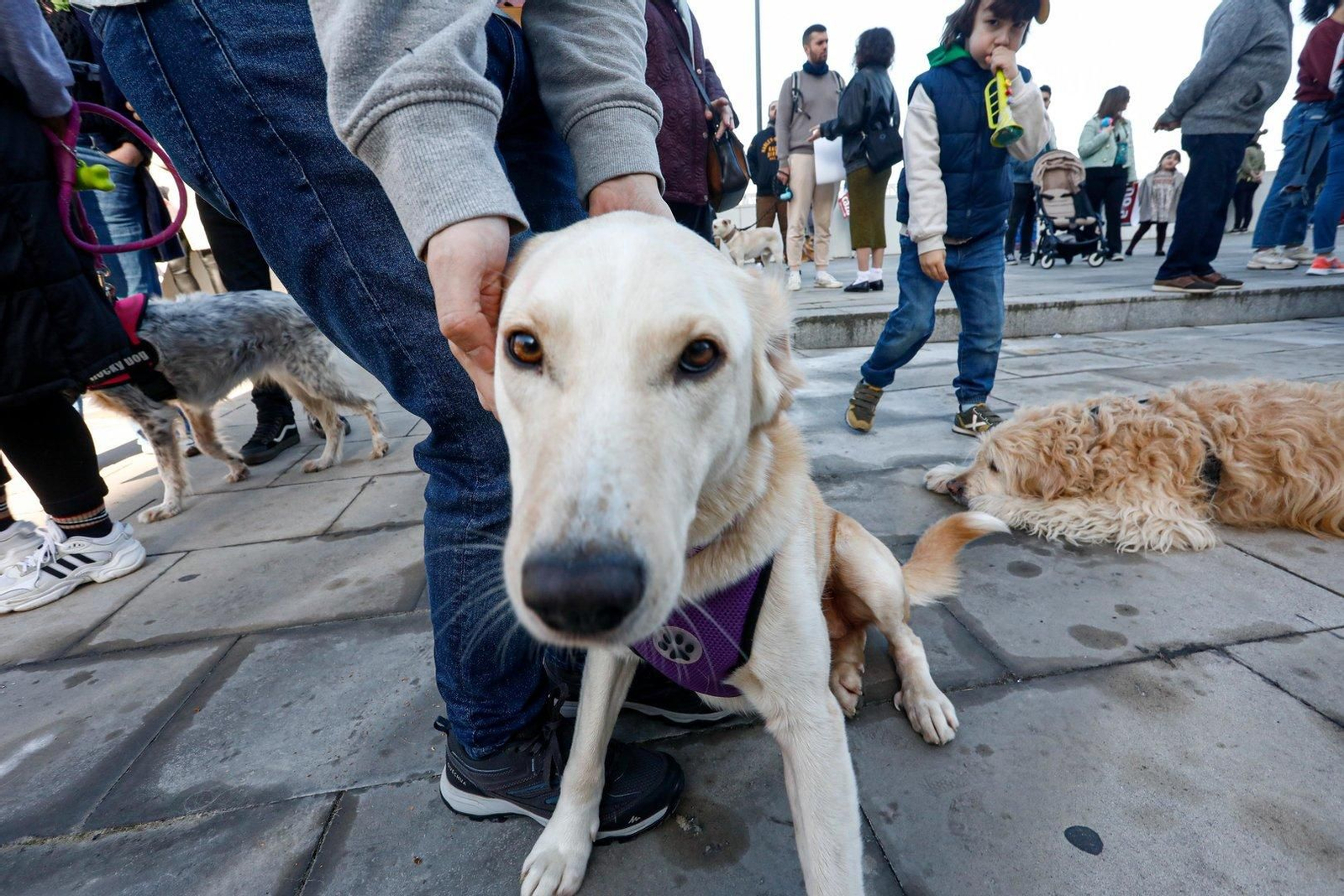 Manifestación en Vigo por los derechos de los animales.