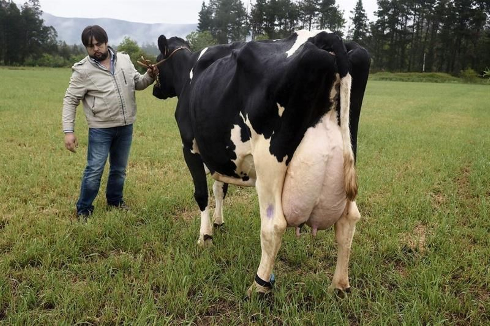 Un ejemplar de una ganadería de la Mariña de Lugo, la vaca frisona 'Kaliña', de madre gallega, Adela, y padre francés, el semental Jocko Besne fallecido en 2012, ha sido premiada por ser la mayor productora de leche en Galicia