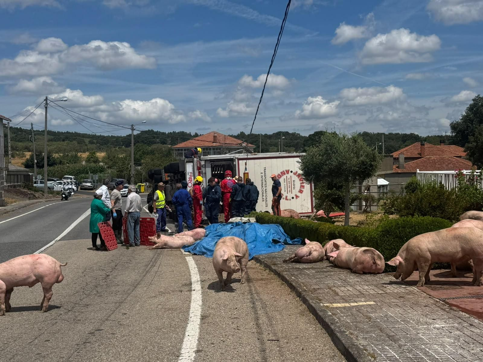 Galería | Decenas de cerdos terminan varados en una finca después de volcar el camión que los transportaba