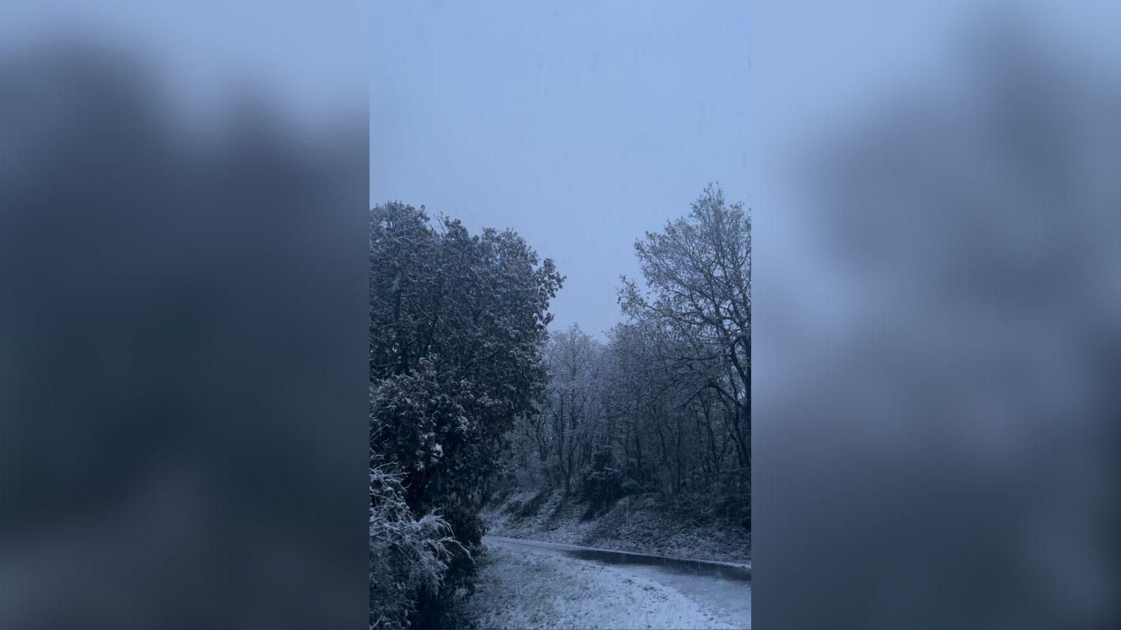 Los bosques de Covas, en Os Blancos cubiertos por completo
