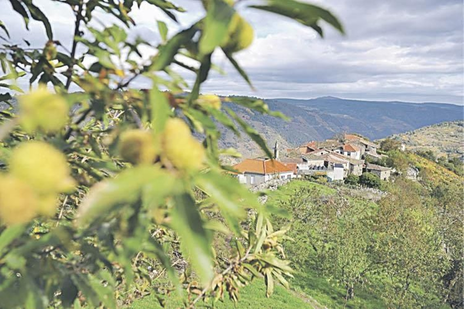 Panorámica desde una zona de castaños en Parada de Sil.