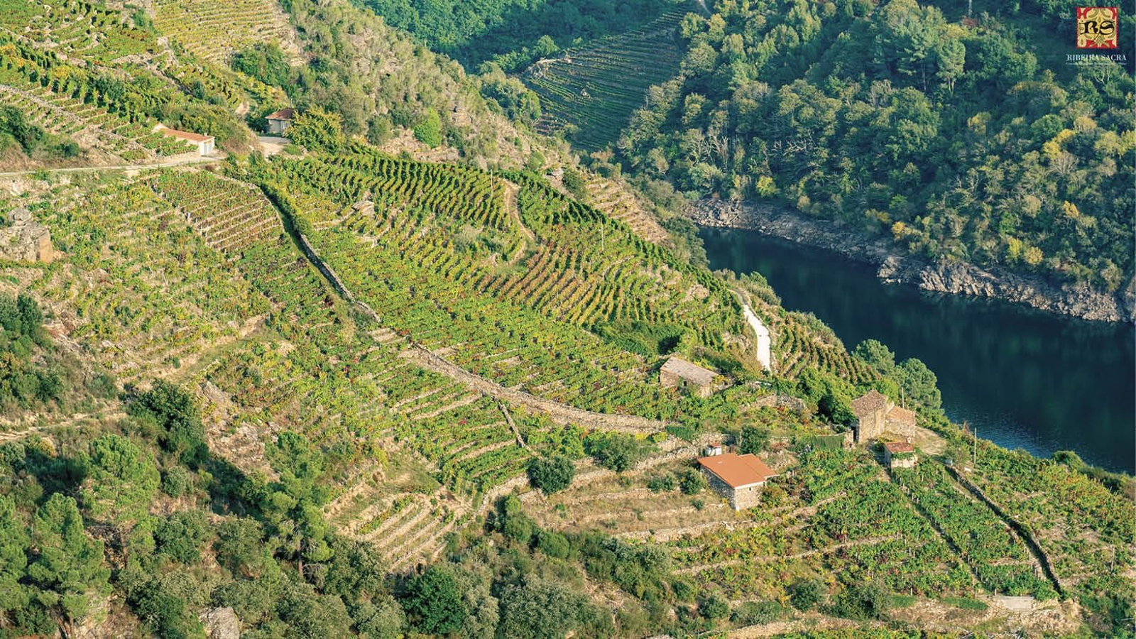 Bancales de viñedos en la Ribeira Sacra.