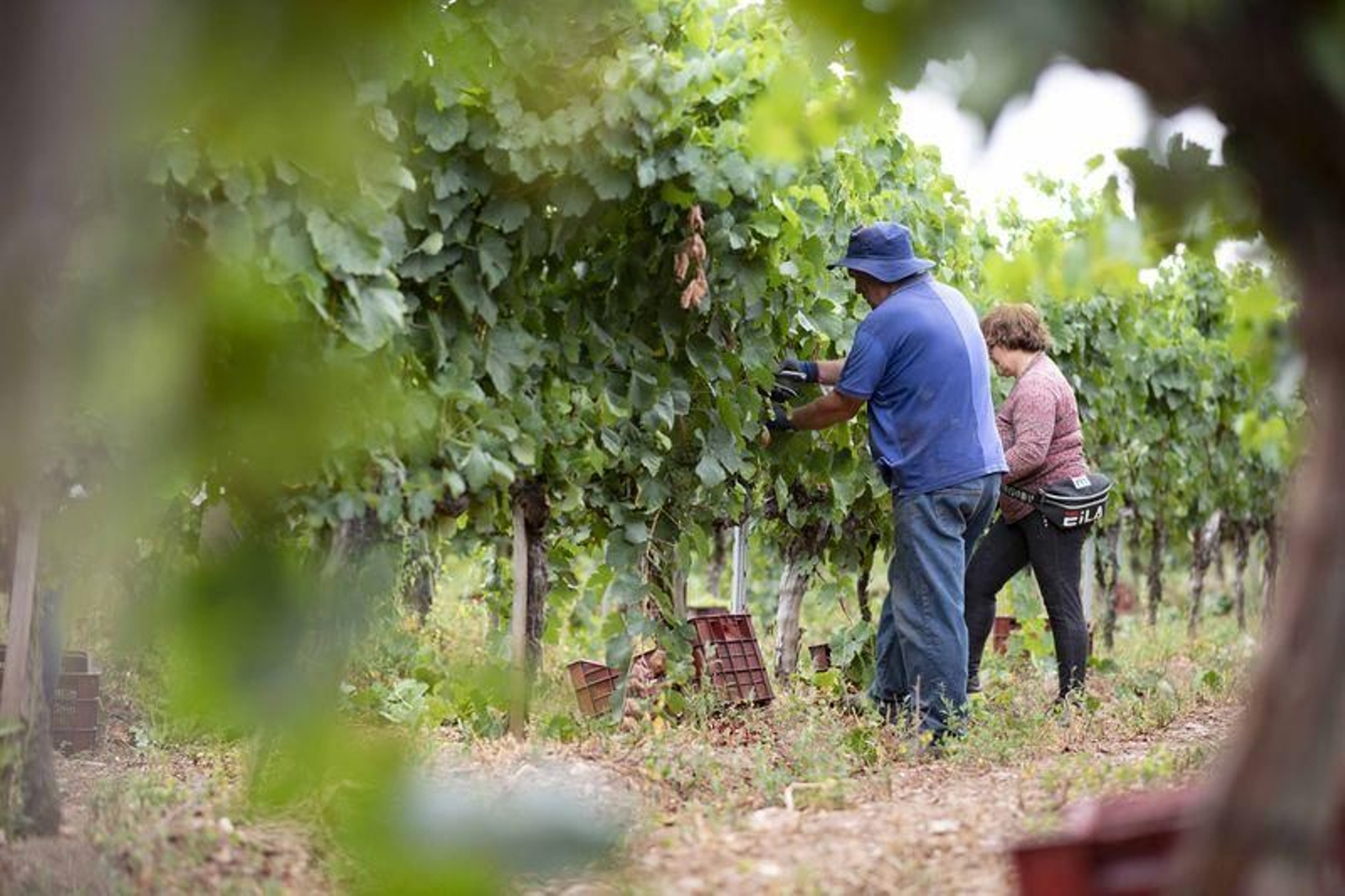 Vendimia en la bodega Pazos de Tapias, en Verín (XESÚS FARIÑAS)