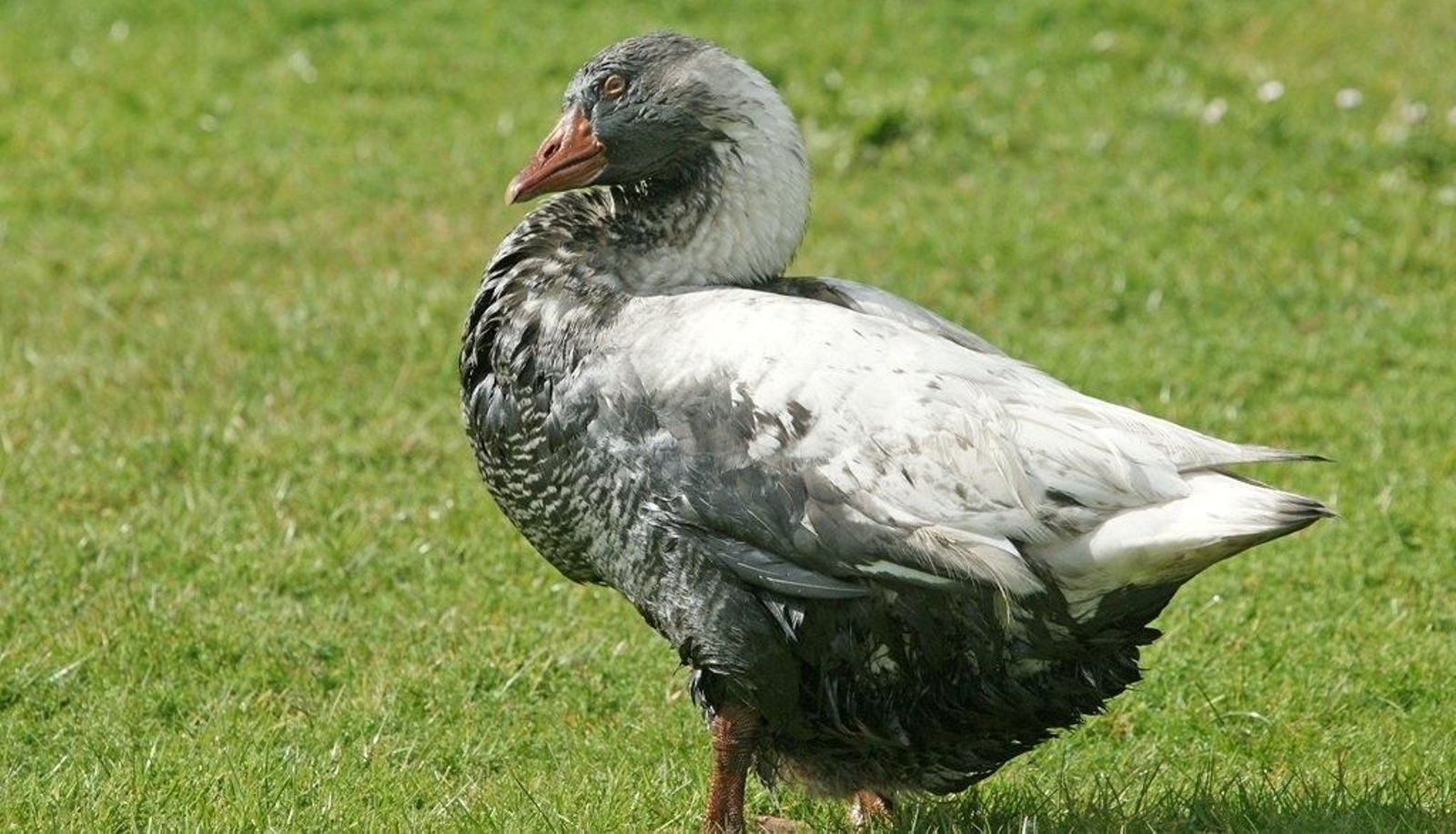 Vertido en el río Lagares Foto Vicente  08