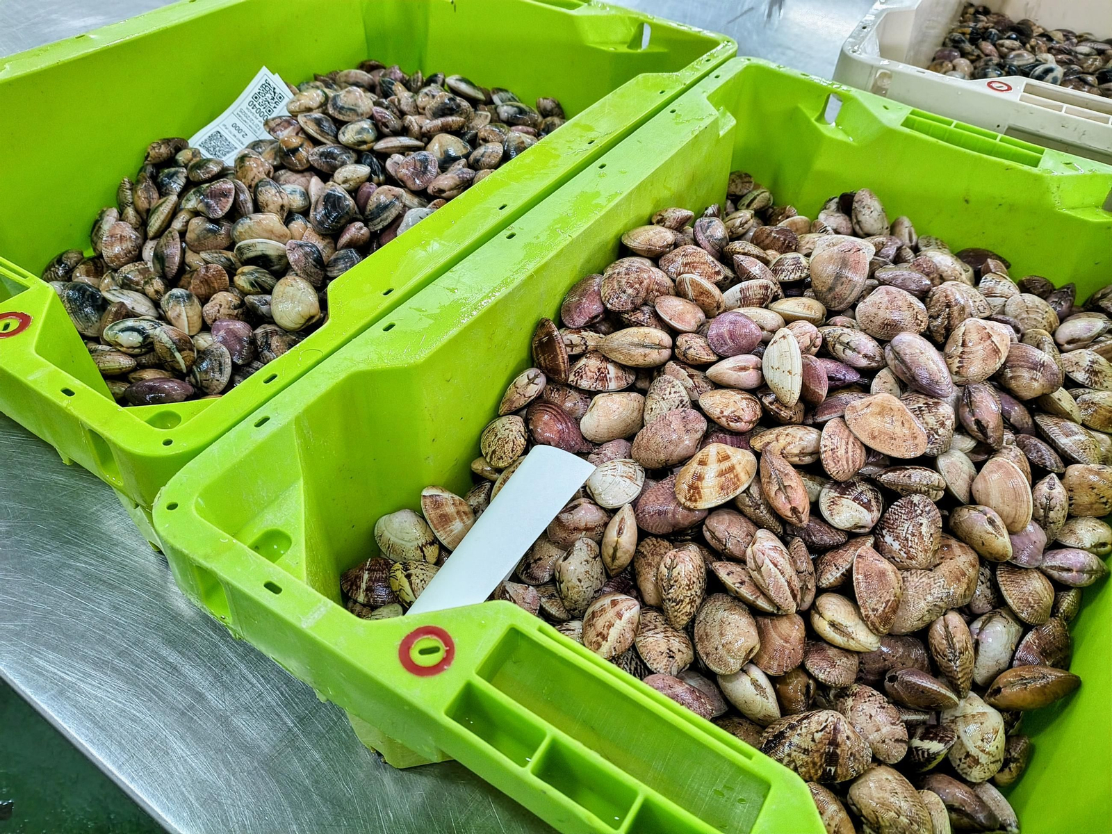 Almejas subastadas el pasado diciembre en la lonja de Campelo (Poio).