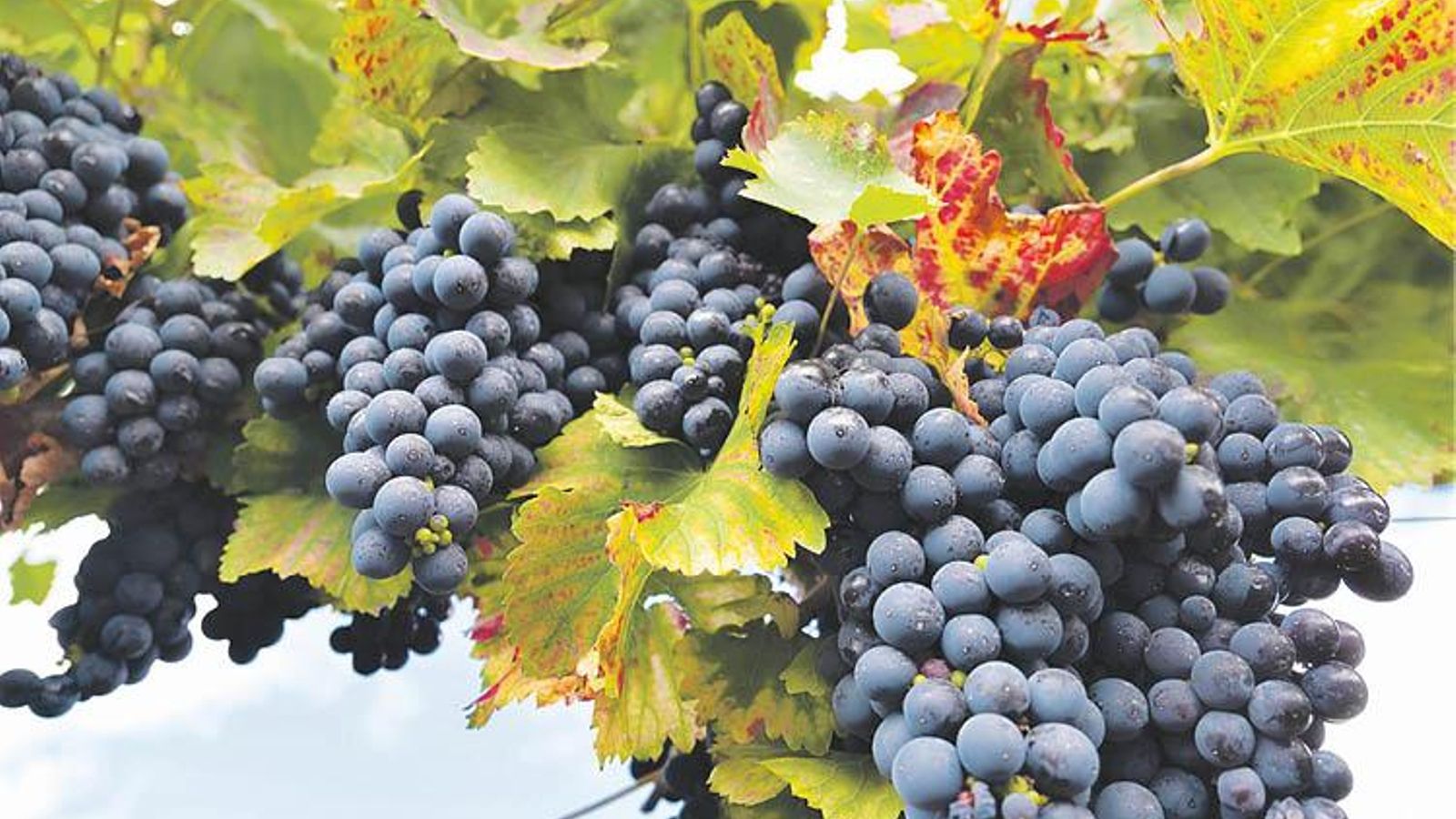 Uvas antes de ser vendimiadas.