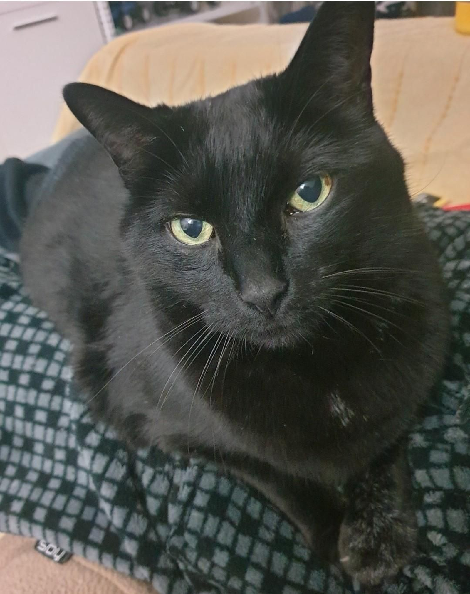 Yaki