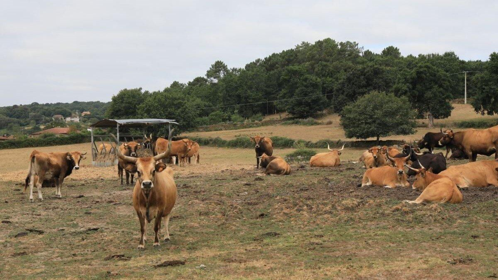 Explotación de vacas en extensivo de Montefiz (Coles).