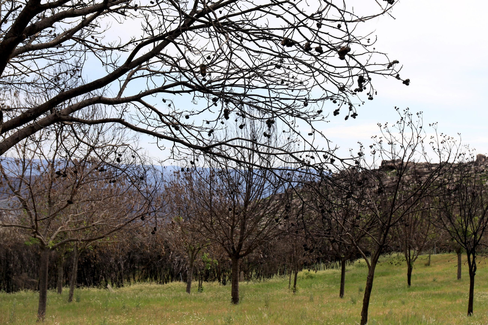Galería | Numerosos niños reforestan A Caridade tras los incendios del pasado agosto