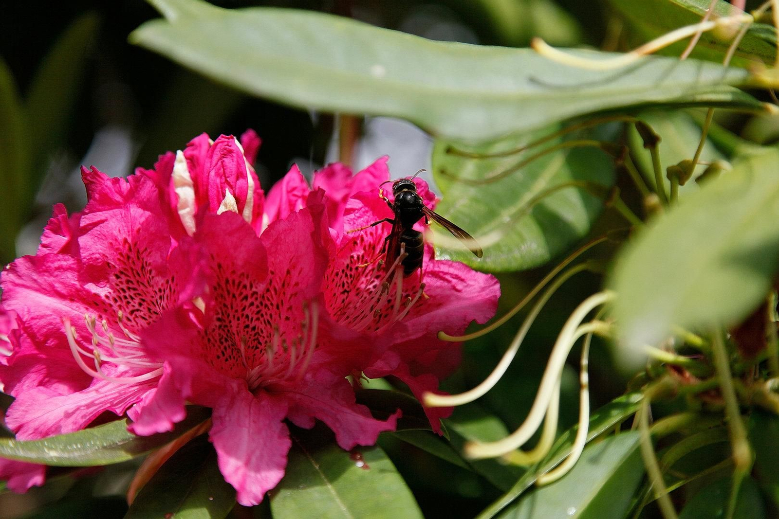 Una velutina en Ribadavia (Foto: Miguel Ángel).