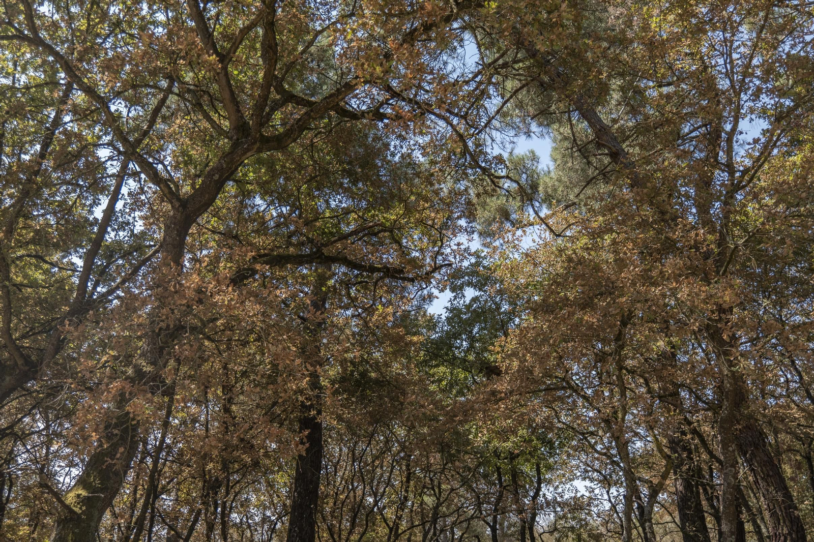 Los tonos otoñales que presentan algunas especies de árboles en A Limia.