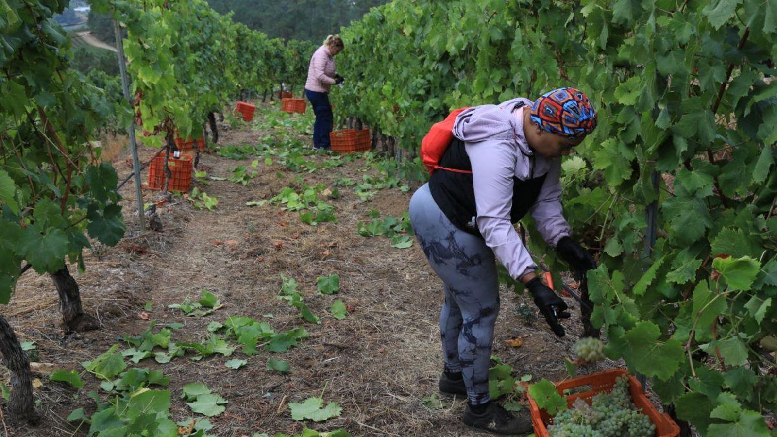 Vendimiadores en el viñedo de San Cibrao de Viña Costeira.
