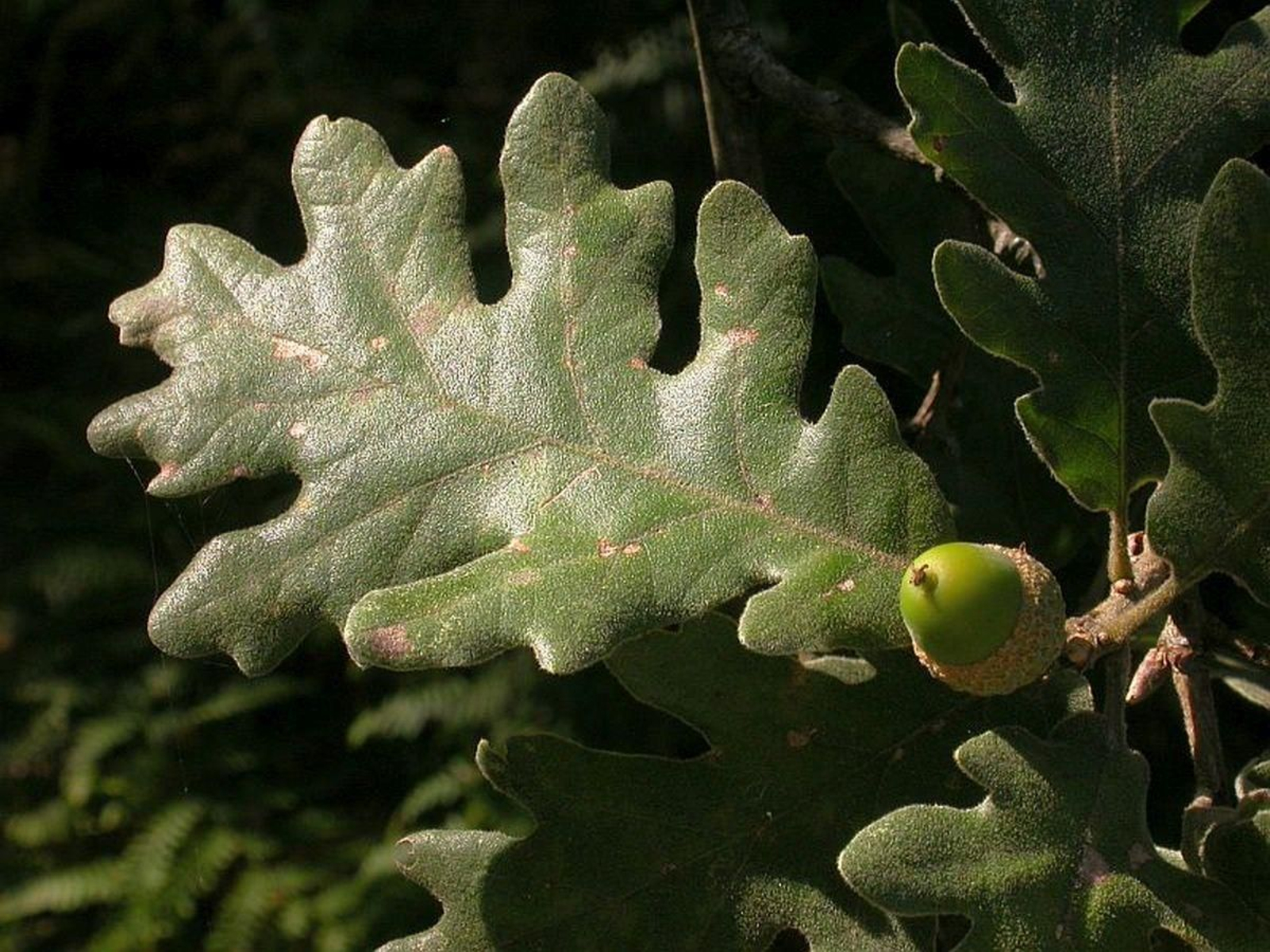Cerquiño (Quercus pyrenaica).
