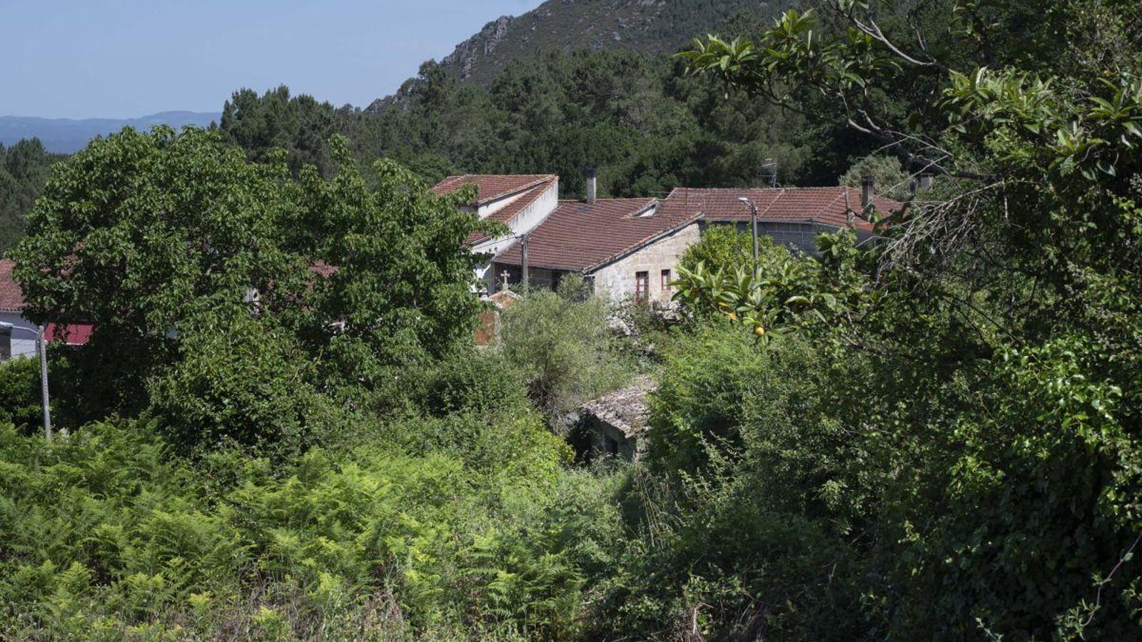 Aldea de Faramontaos, en Nogueira de Ramuín, repleta de maleza a través de todo su interior