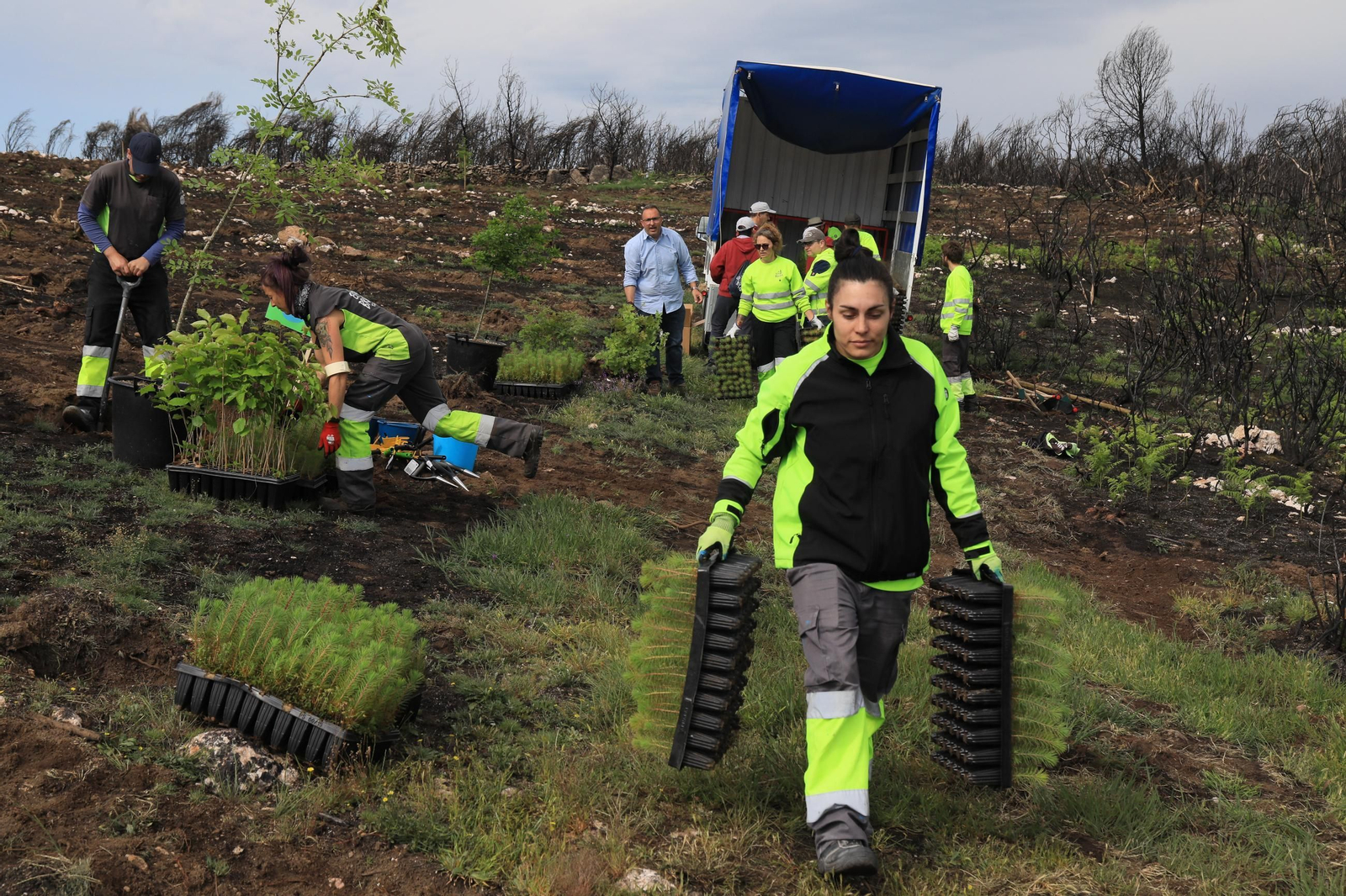 Galería | Numerosos niños reforestan A Caridade tras los incendios del pasado agosto