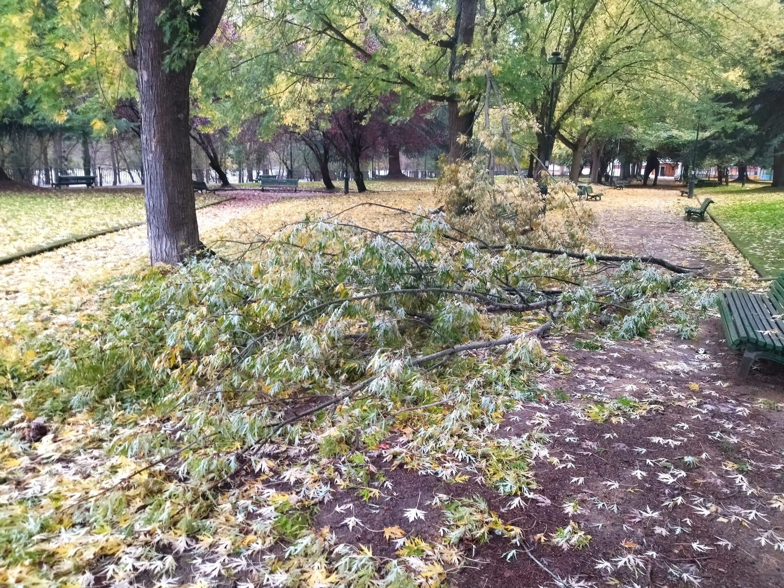 Ramas arrancadas en el jardín botánico del Malecón