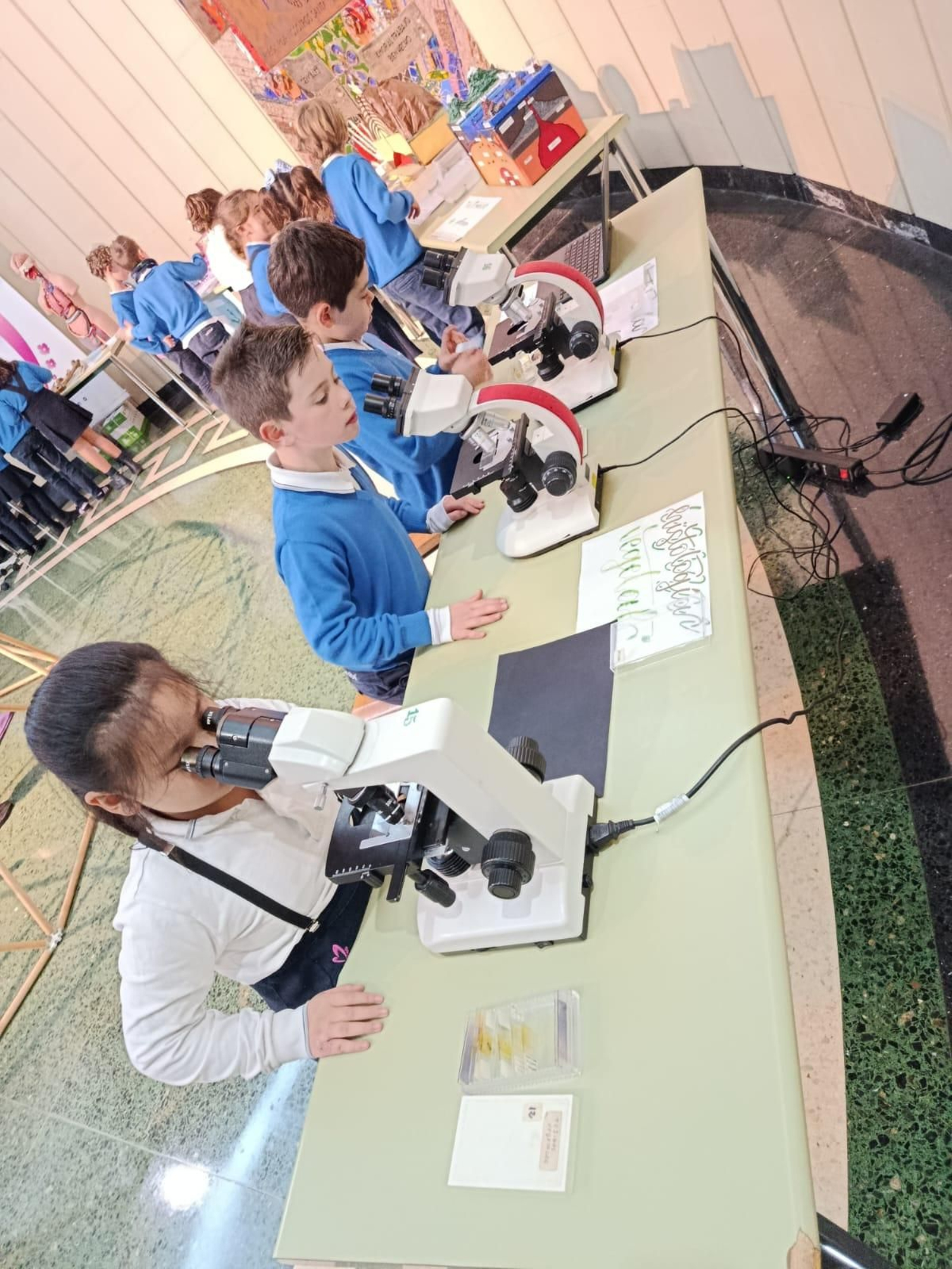 Observando por el microscopio