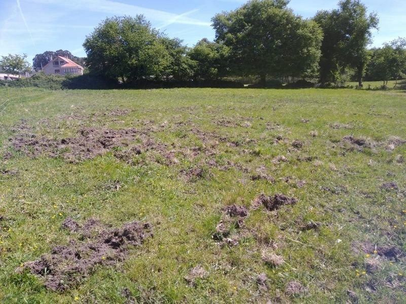 Terreno destrozado por el jabalí en Vilamarín, donde pastan las vacas de Josefa.