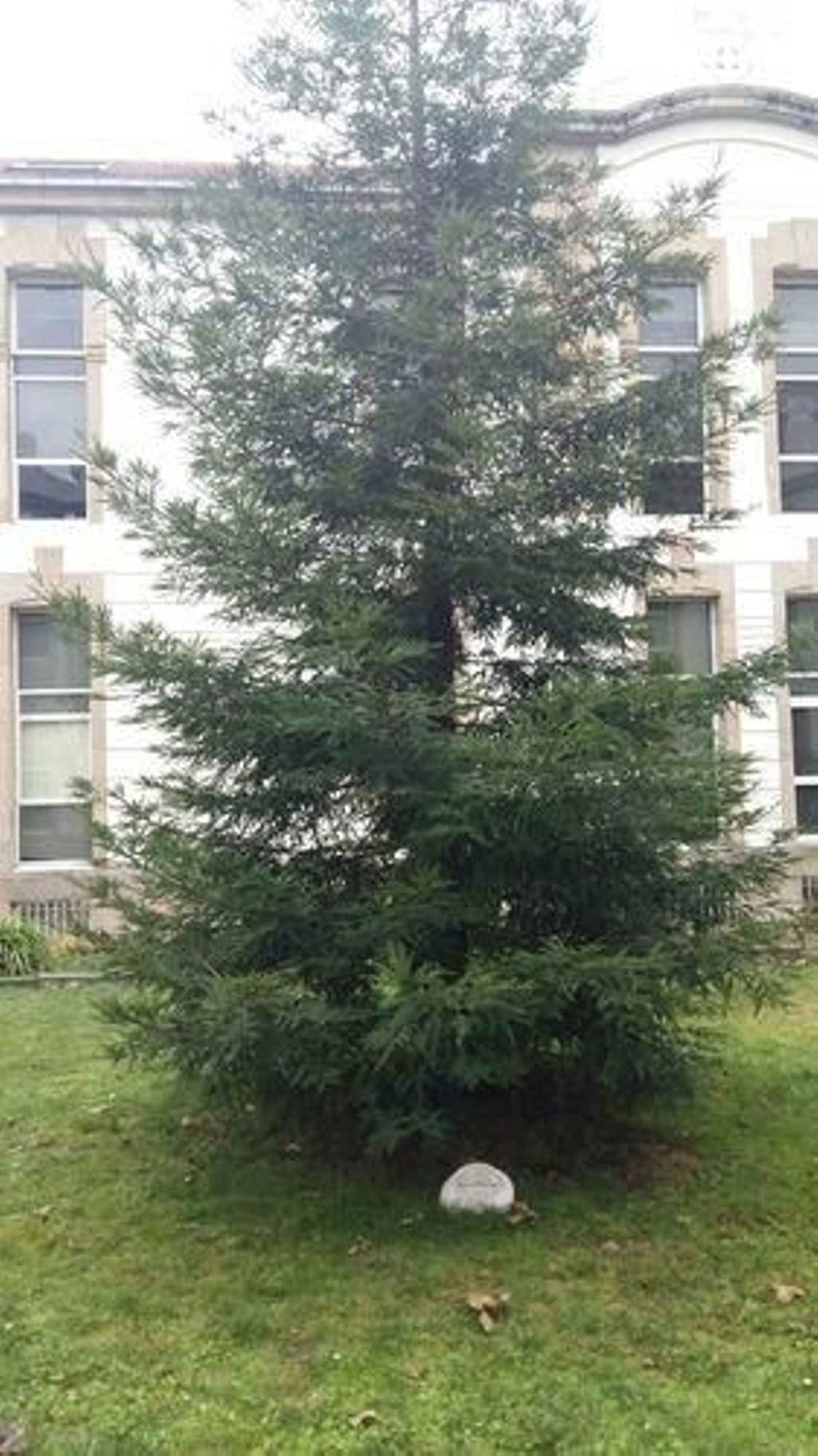 sequoia_result