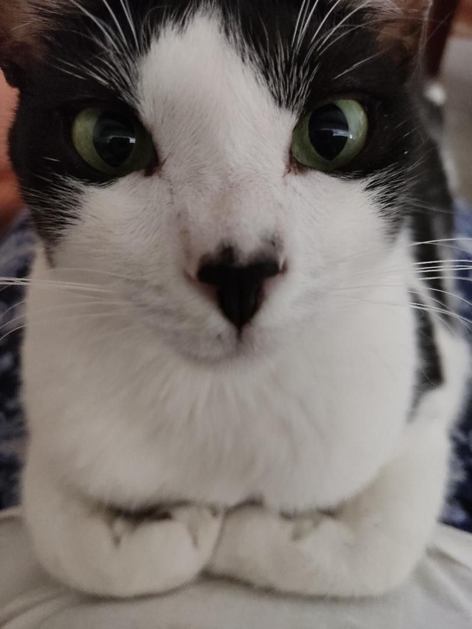 Mofli